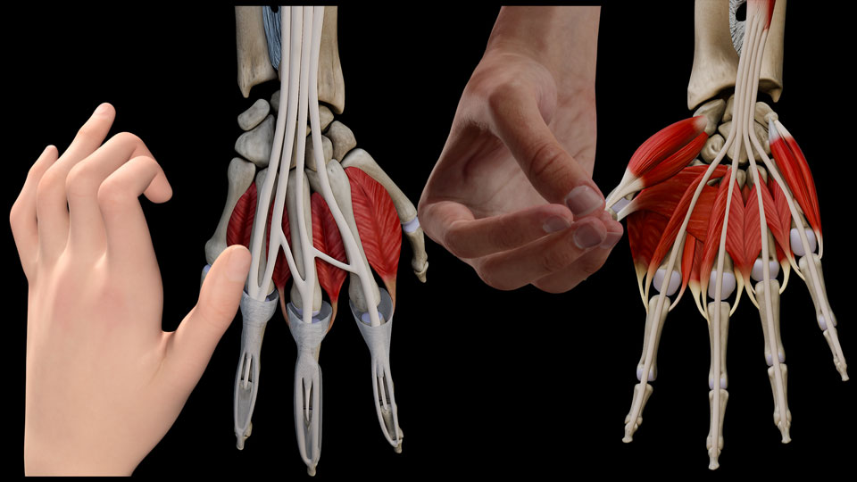 Hand II:\nIntrinsic Muscles